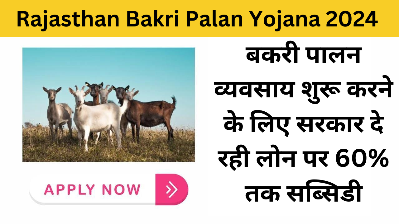 Rajasthan Bakri Palan Yojana 2024 : बकरी पालन व्यवसाय शुरू करने के लिए सरकार दे रही लोन पर 60% तक सब्सिडी, जाने आवेदन प्रक्रिया